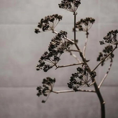 Dietrich - Saillerhof * 莱布尼茨